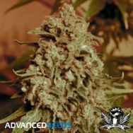 Advanced Seeds Somango Widow